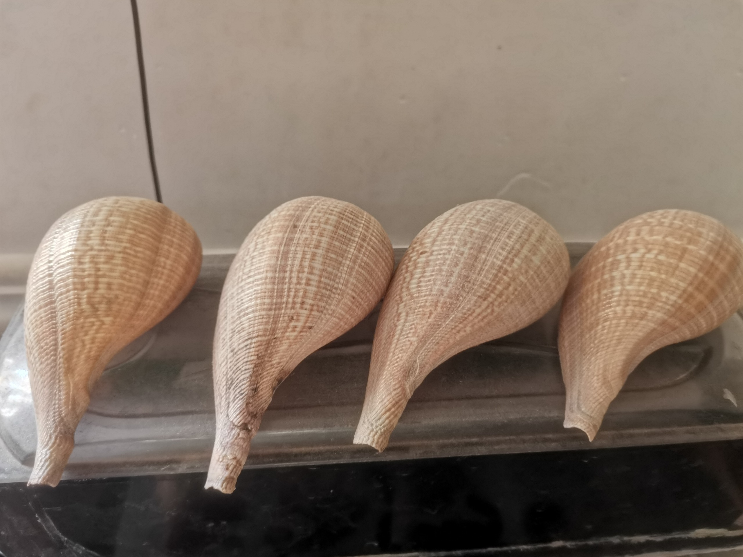 صدف طبیعی بزرگ و زیبا