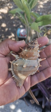 صدف