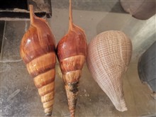 صدف