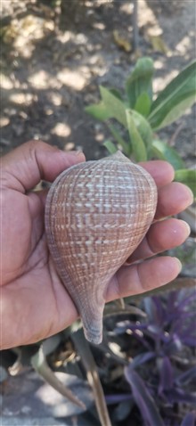 صدف