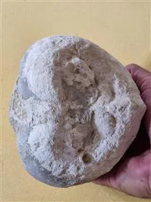 فسیل