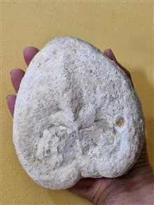 فسیل