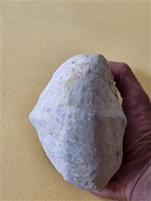 فسیل