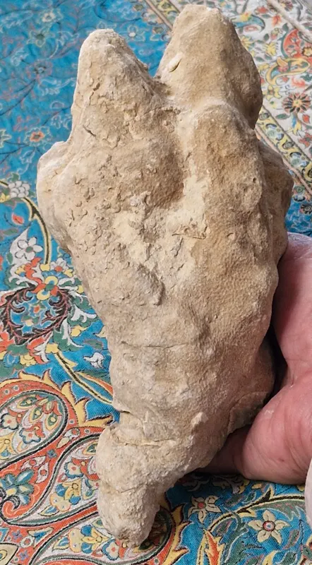 فسیل بزرگ ،سالم وکمیاب