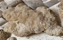 فسیل