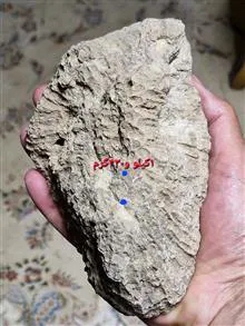 فسیل