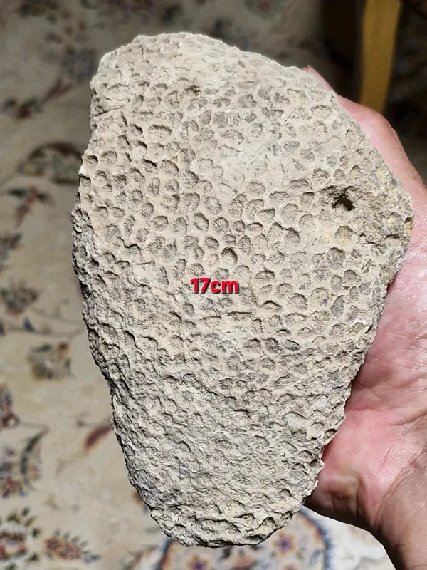 فسیل سالم طبیعی وبزرگ