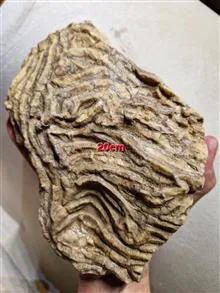 فسیل