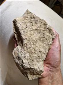 فسیل