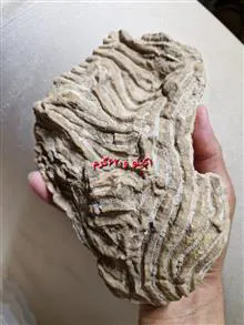 فسیل
