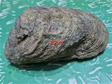 فسیل