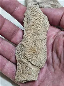 فسیلهای