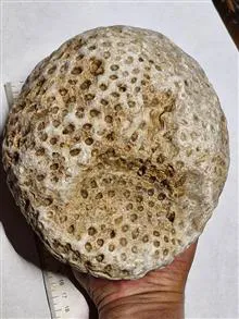 فسیل