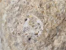 فسیل