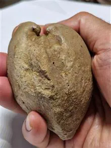 فسیل