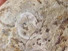 فسیل