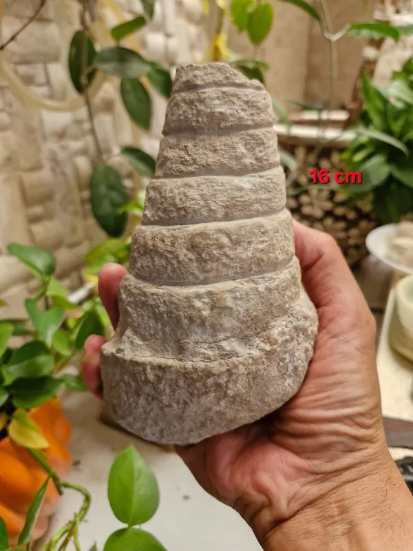 فسیل بزرگ کلکسیونی