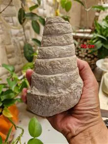 فسیل