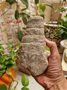 فسیل