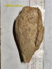 فسیل