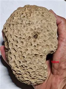فسیل