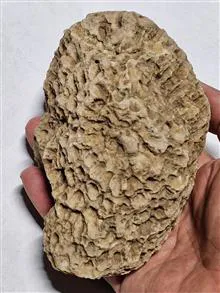 فسیل