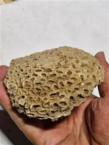 فسیل