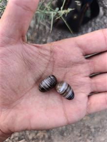مهره
