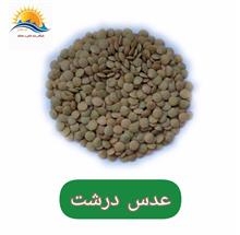 عدس