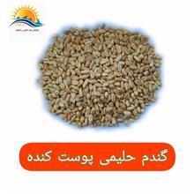 گندم