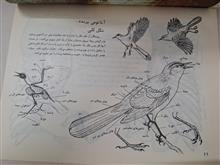 طراحی