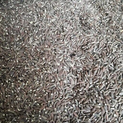 تخم کتان ( بزرک ) پاک شده 1000 گرمی