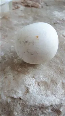 الماس
