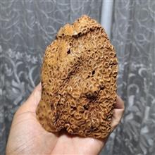 فسیل