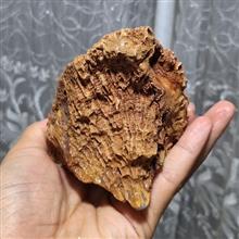 فسیل