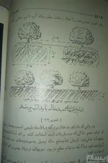 کشت