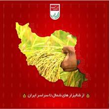 برنج