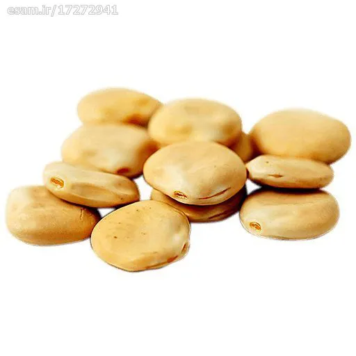 بذر لوبیا مصری_10عددی