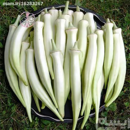 بذربامیه سفید