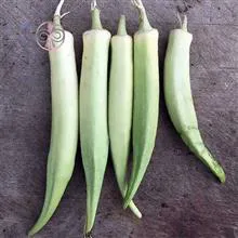 بذربامیه