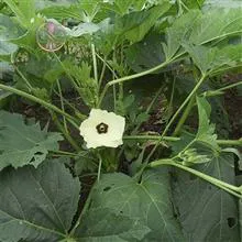 بذربامیه