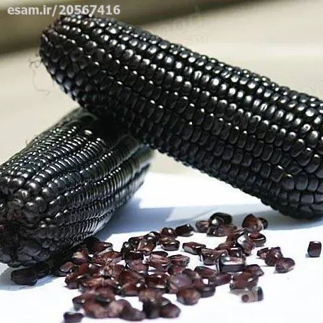 بذر ذرت بنفش