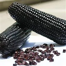 بذر