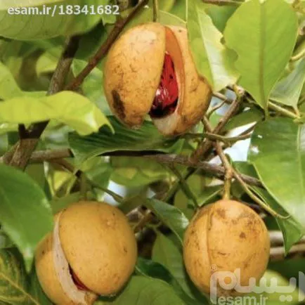 بذر گردو آمریکایی
