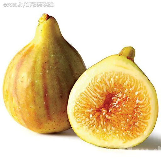 بذر انجیر زرد_10عددی