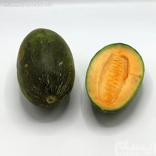 بذر خربزه مولات