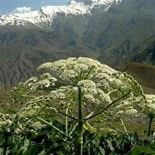 بذرگلپر