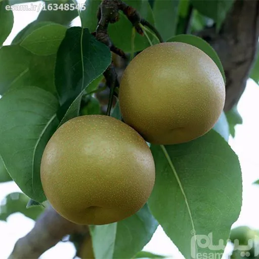 بذرگلابی وحشی (فوج)