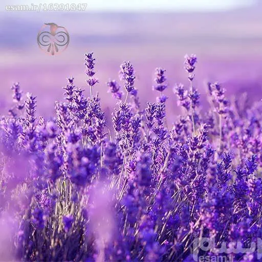 بذراسطوخودوس