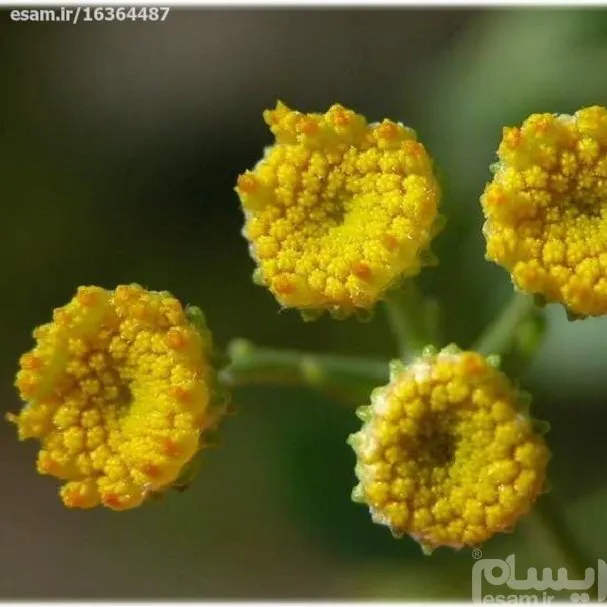 بذرشاه اسپرم
